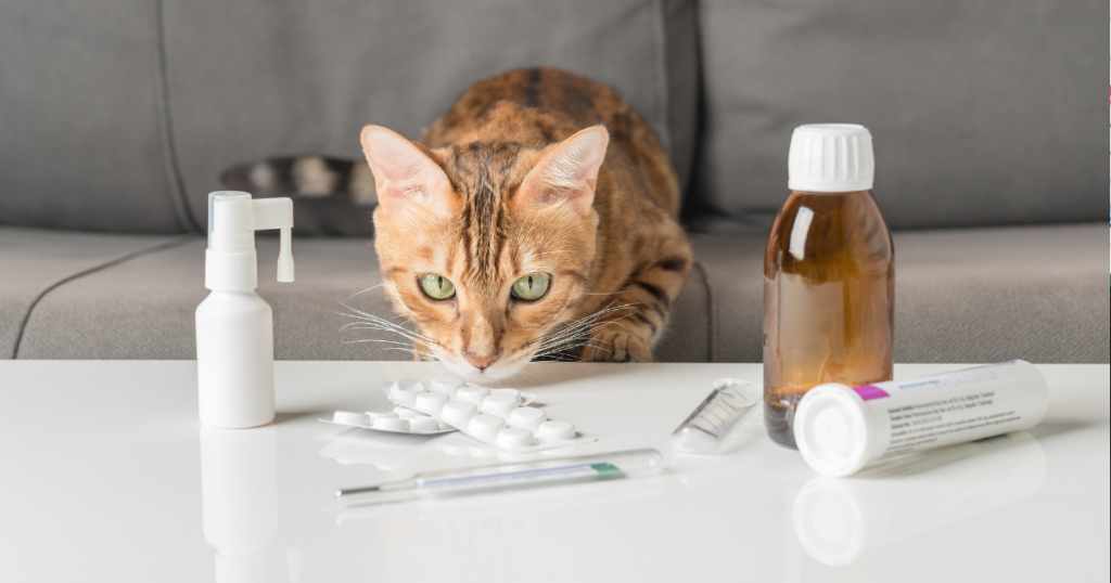 Avanço no uso de canabidiol em pets traz novas perspectivas para a medicina veterinária
