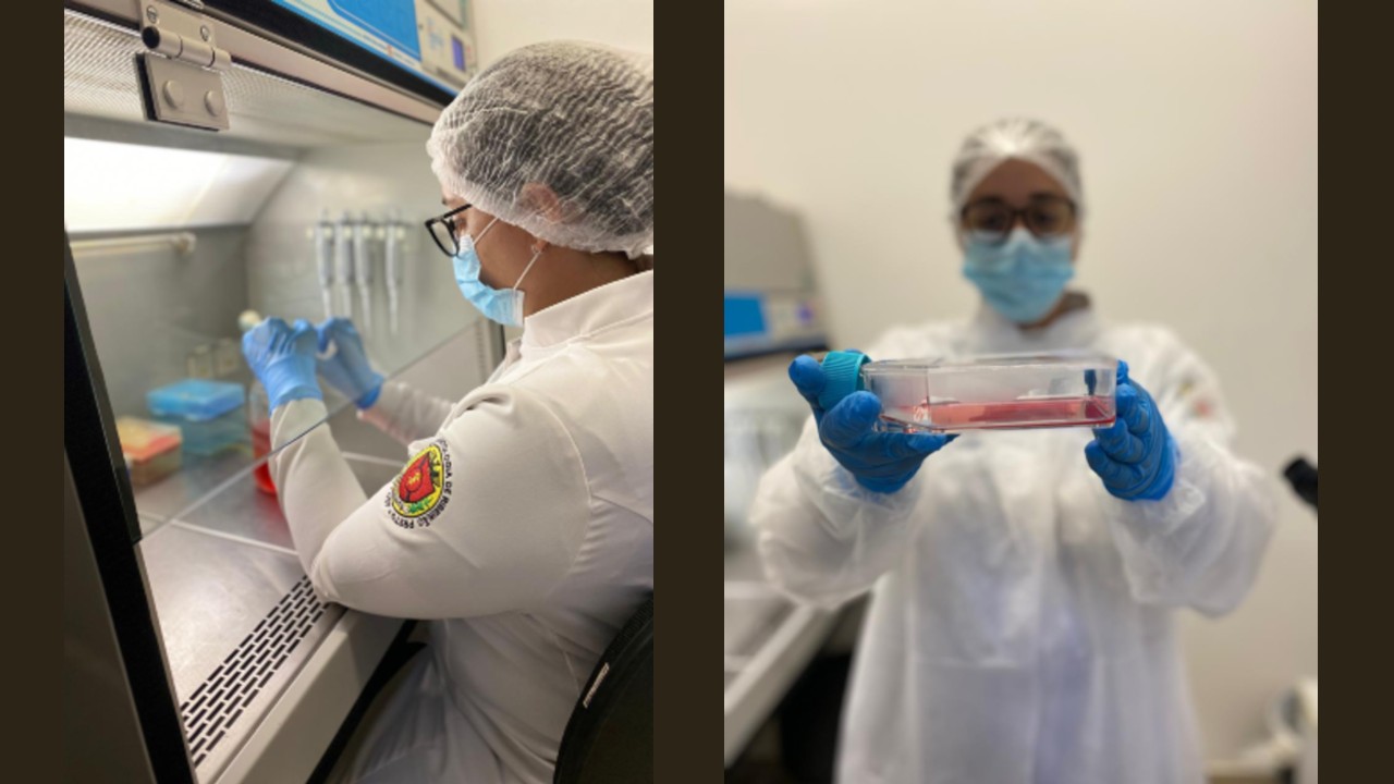 Canabidiol pode estimular a biomineralização dos dentes, sugere estudo