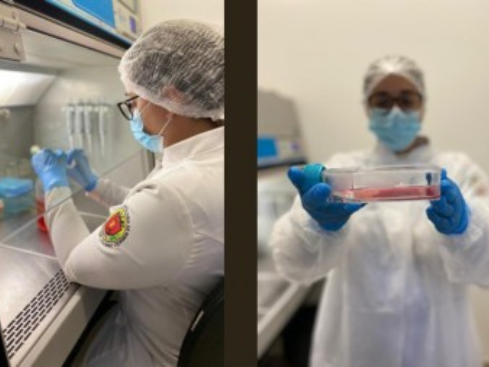 Canabidiol pode estimular a biomineralização dos dentes, sugere estudo