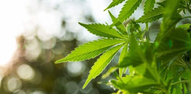 Cannabis medicinal é opção eficaz de tratamento para epilepsia