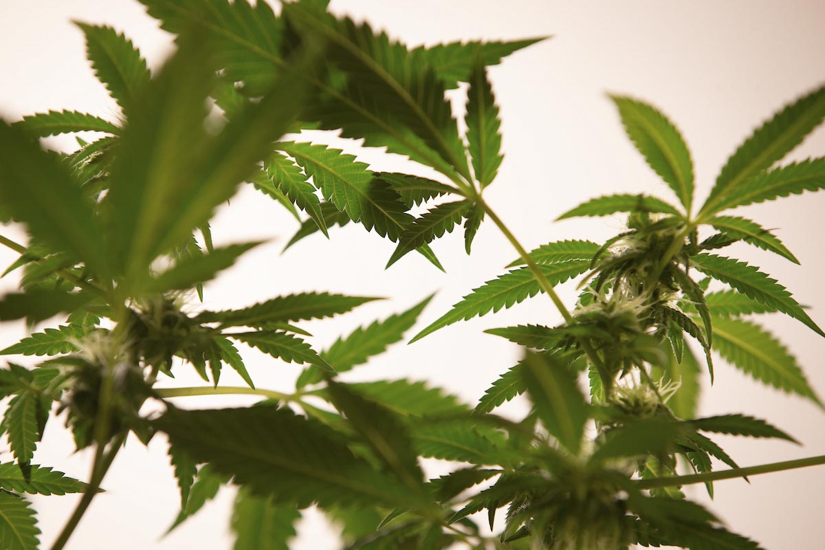 Cannabis: total de medicamentos e produtos com aval sobe 76% em 2 anos