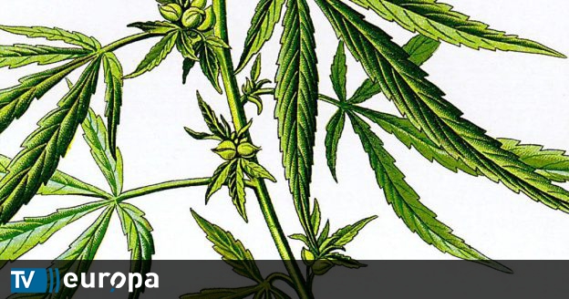 Cientistas melhoram eficácia de composto da cannabis no tratamento de epilepsia, esclerose múltipla e outras doenças neurodegenerativas