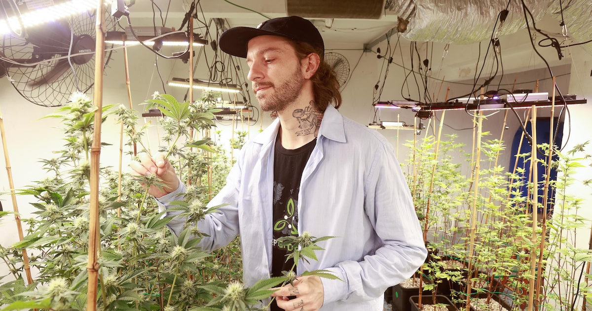 Como a tecnologia está revolucionando a produção de cannabis para efeitos medicinais no Brasil