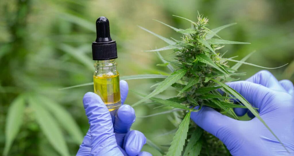 Como iniciar o tratamento com cannabis medicinal?
