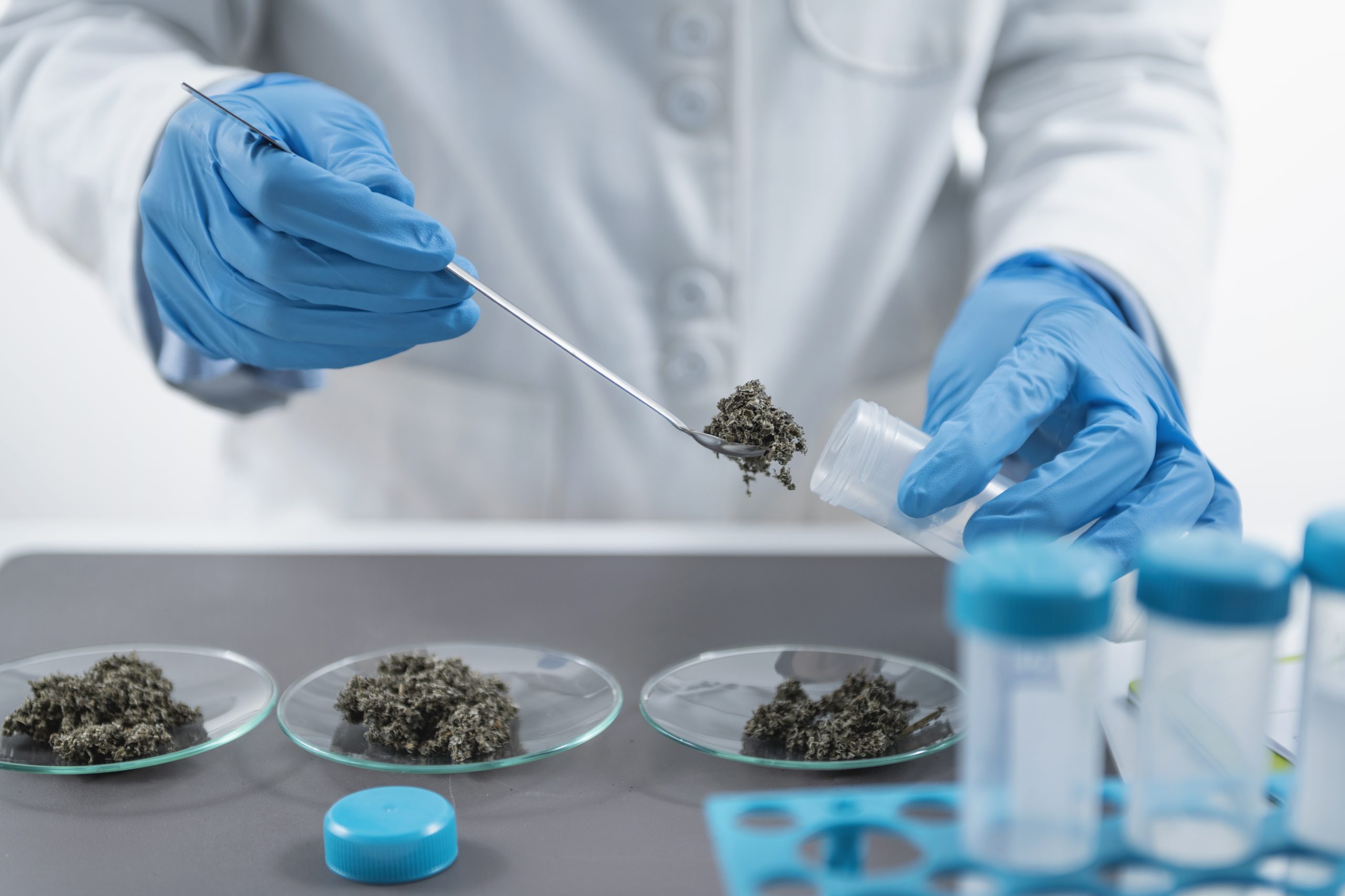 Conheça os testes de qualidade da cannabis