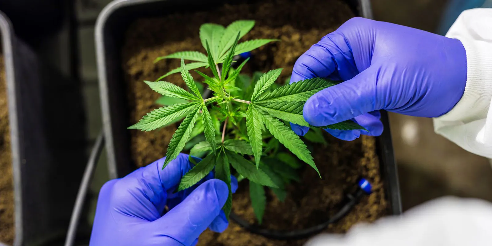 Dor Crônica e Cannabis: como pacientes recebem ajuda