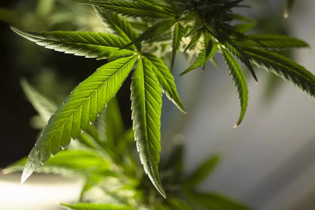 Justiça do Paraná autoriza empresário da região a cultivar cannabis para uso medicinal