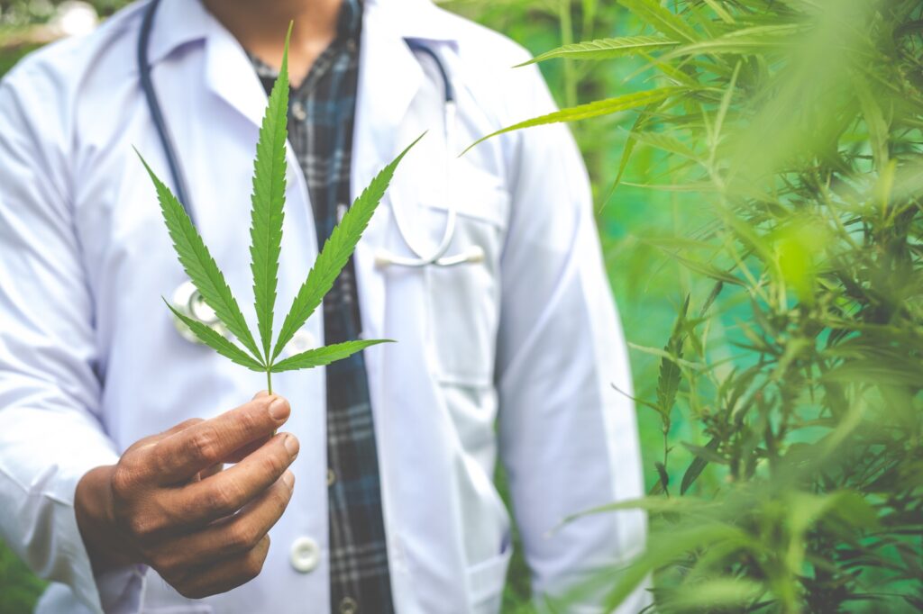 Luta pelo acesso à cannabis medicinal no Brasil