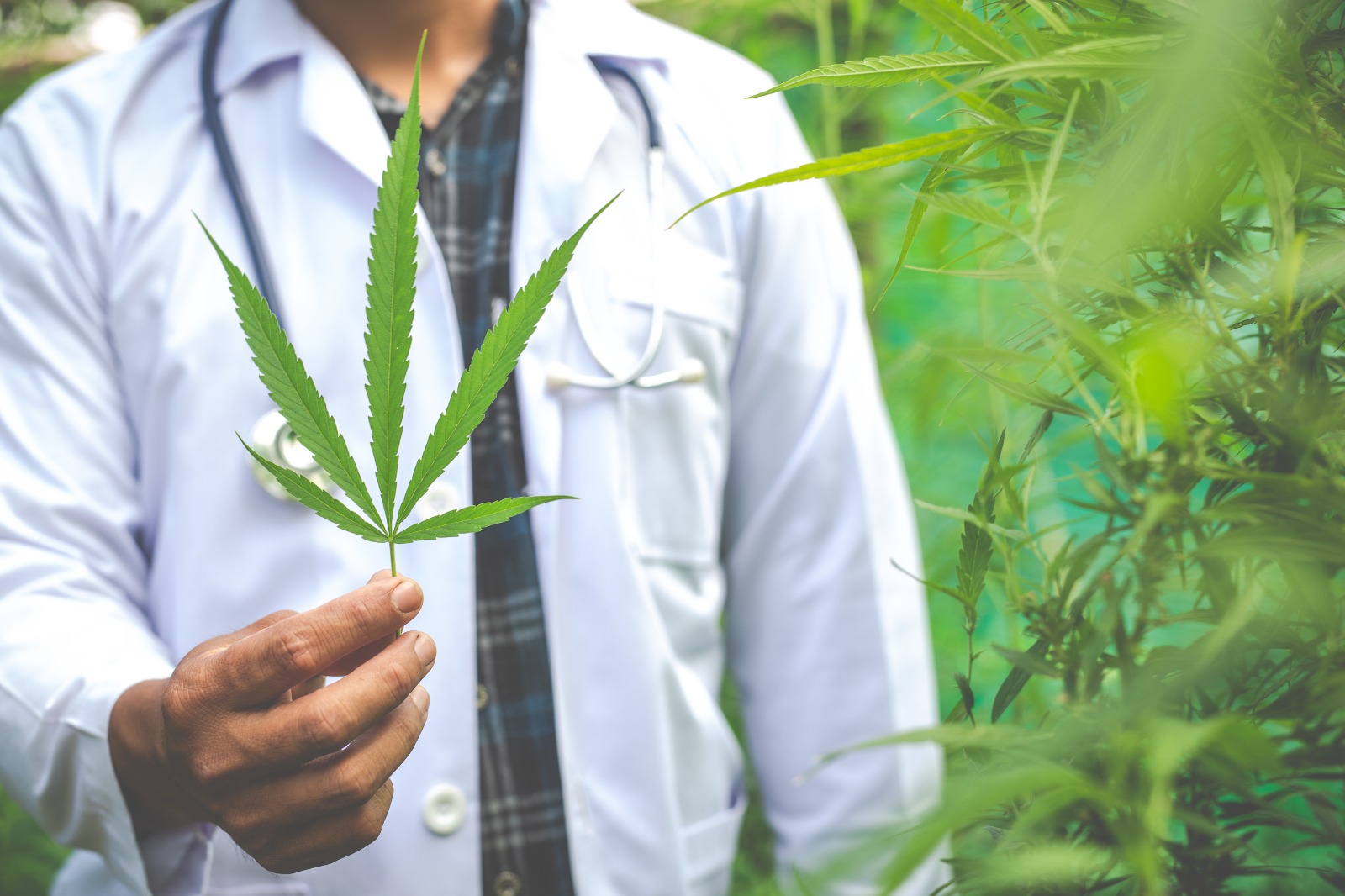 Luta pelo acesso à cannabis medicinal no Brasil