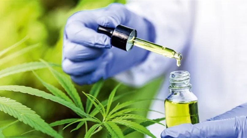 Niterói ganha na Justiça direito de produzir 'maconha' medicinal