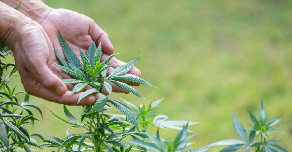 Os benefícios da cannabis medicinal no tratam...