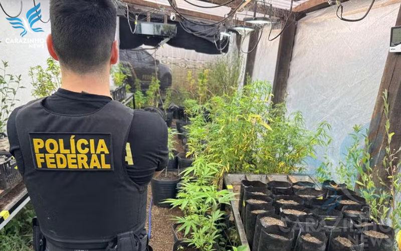 PF cumpre mandados em sedes de associação que produz e fabrica remédios à base de cannabis na Região central do estado