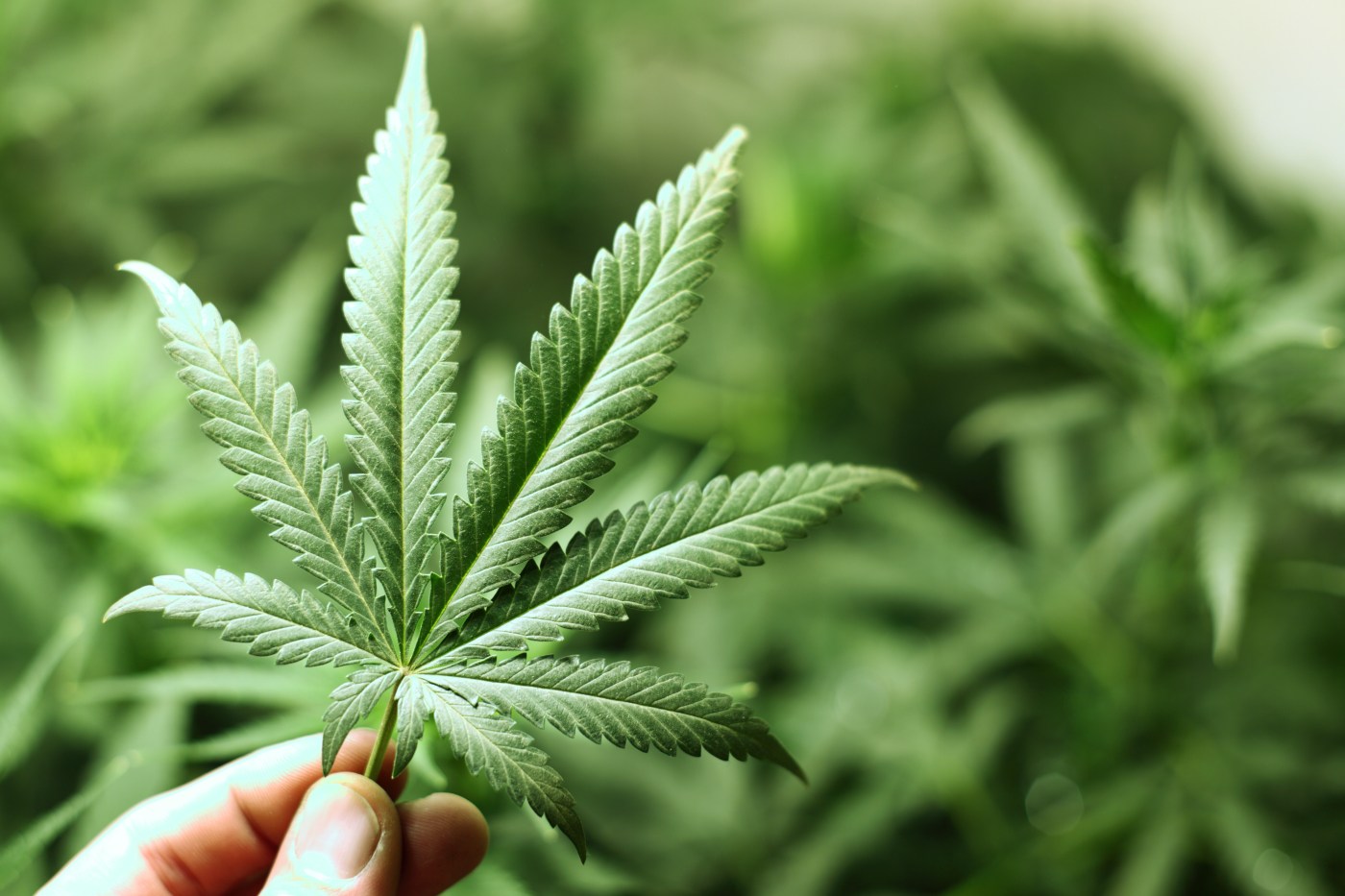 Se a maconha for proibida, as pessoas se tornarão cânhamo