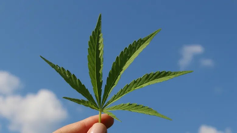 Startup de cannabis medicinal prevê faturamento de R$ 3 milhões em 2025 – Folha de Cianorte