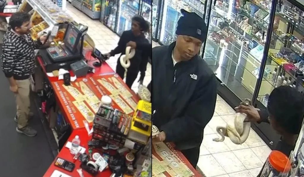 Trio usa cobras como armas e assalta conveniência; vídeo