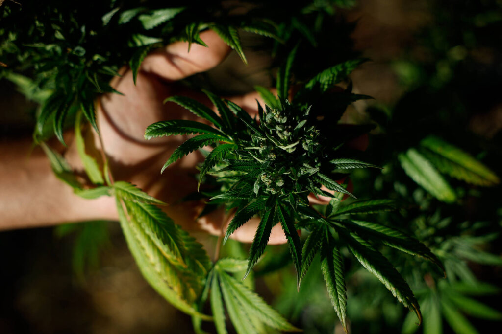 Cannabis medicinal ajuda no tratamento da doença de Parkinson, mas pesquisas ainda são restritas