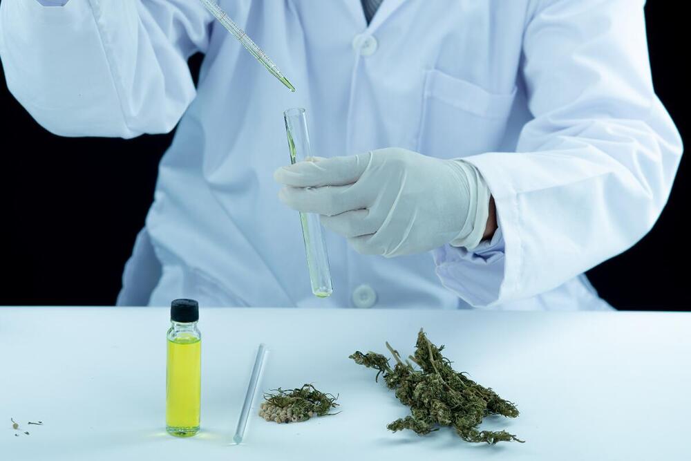 Anvisa estuda liberar cannabis em farmácias de manipulação