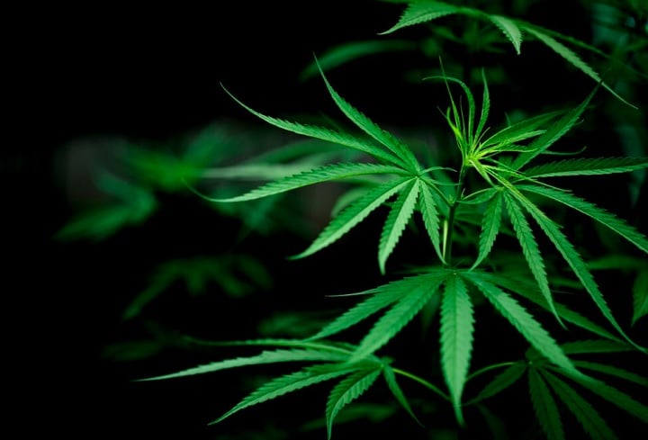 Campanha propõe regulamentar o uso medicinal da Cannabis no Brasil