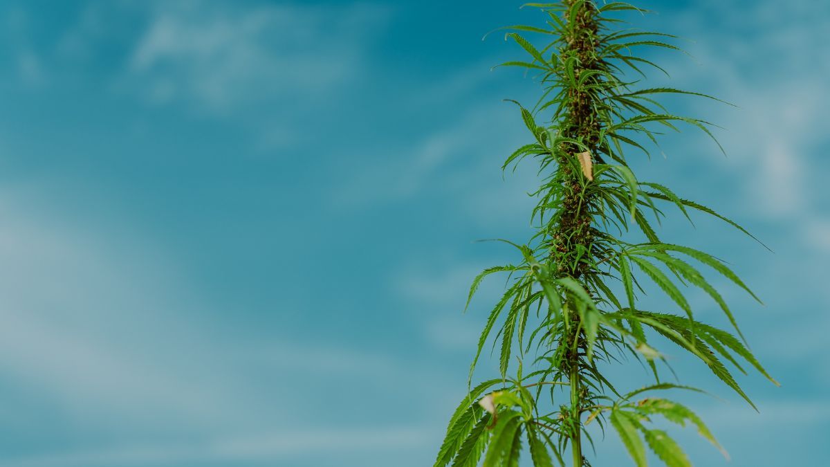 Do Cultivo à Logística Reversa na Cadeia de Valor da Cannabis