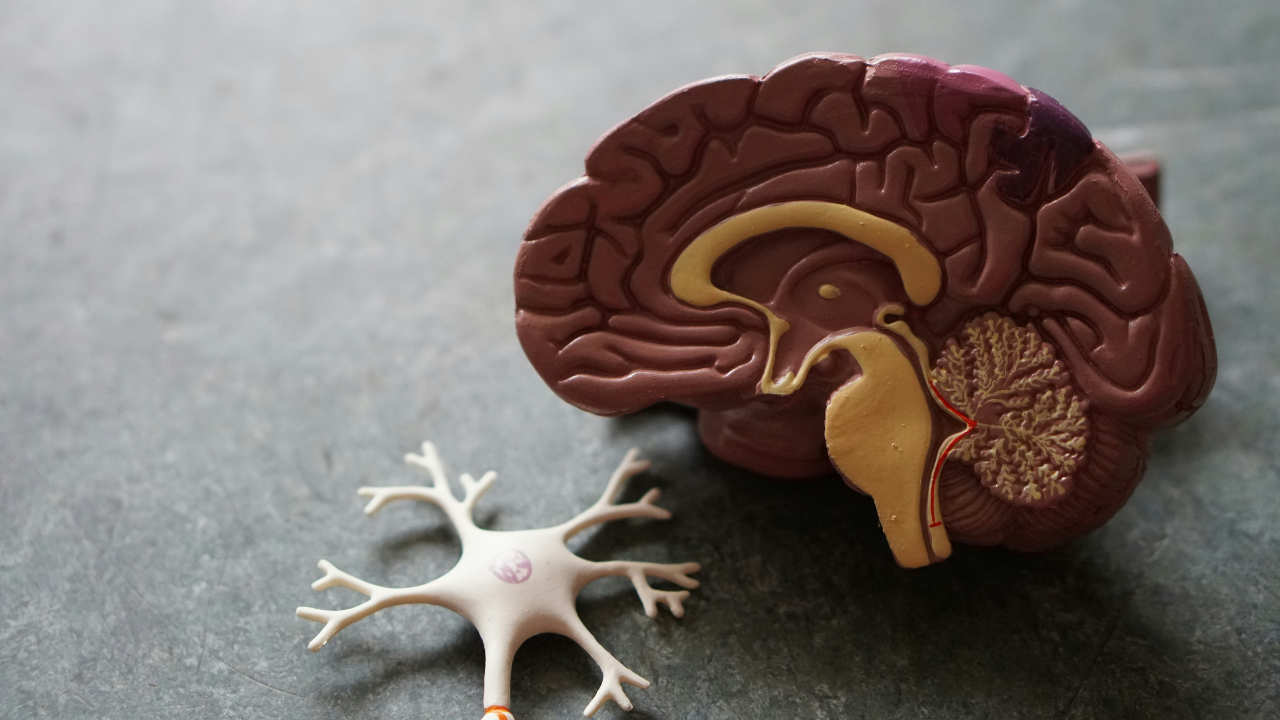 Estudo brasileiro revela potencial do canabidiol em pacientes com epilepsia