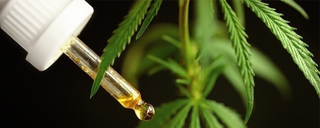 O ponto de inflexão sobre a regulação de produtos de Cannabis