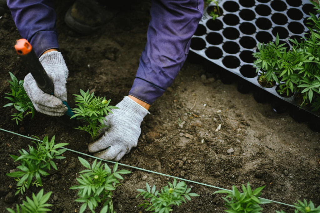 Parceria cria nota técnica para o cultivo de cannabis