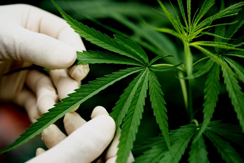 Regulamentação da Cannabis: Anvisa abre consulta pública