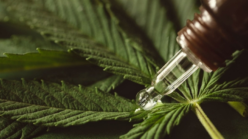 “Só posso distribuir o que a Anvisa aprova”, diz secretário sobre medicamentos com cannabis