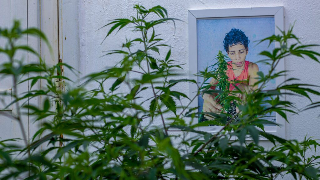 TRF-2 decide que Anvisa e União não podem restringir cultivo de cannabis medicinal da AbraRio