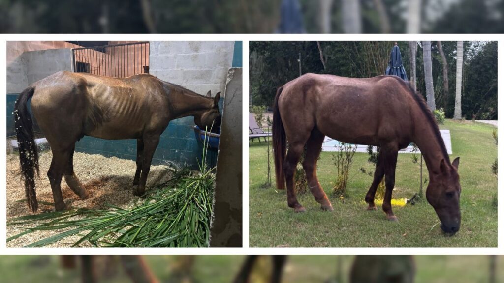 a aliança ancestral que se reinventa pela ciência