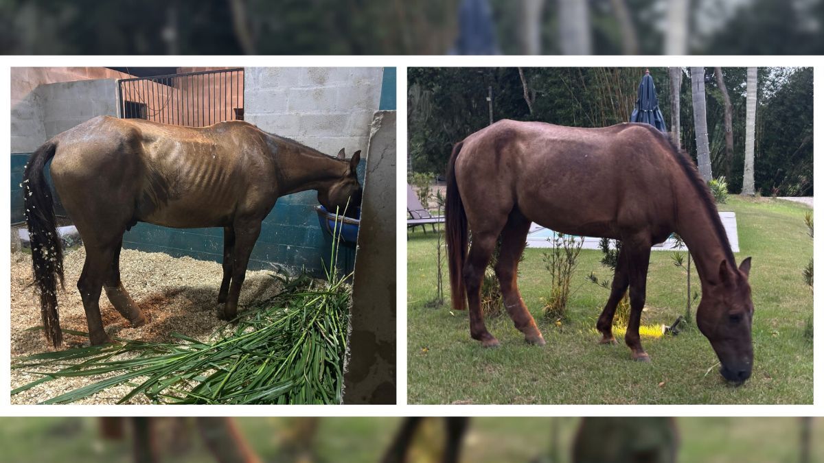 a aliança ancestral que se reinventa pela ciência