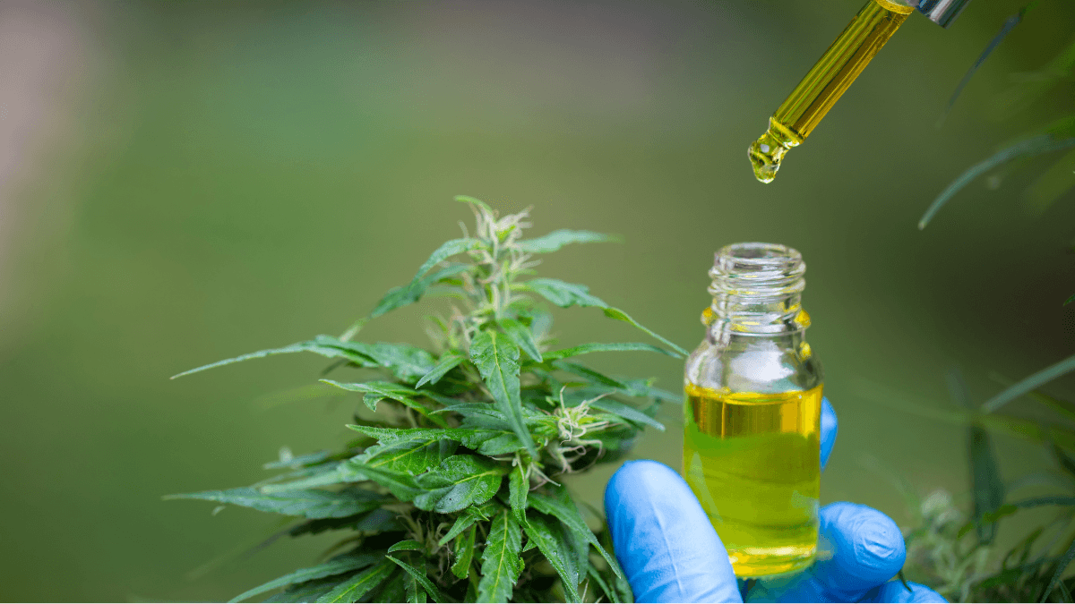 livro sobre Cannabis medicinal concorre ao Prêmio Jabuti 2025