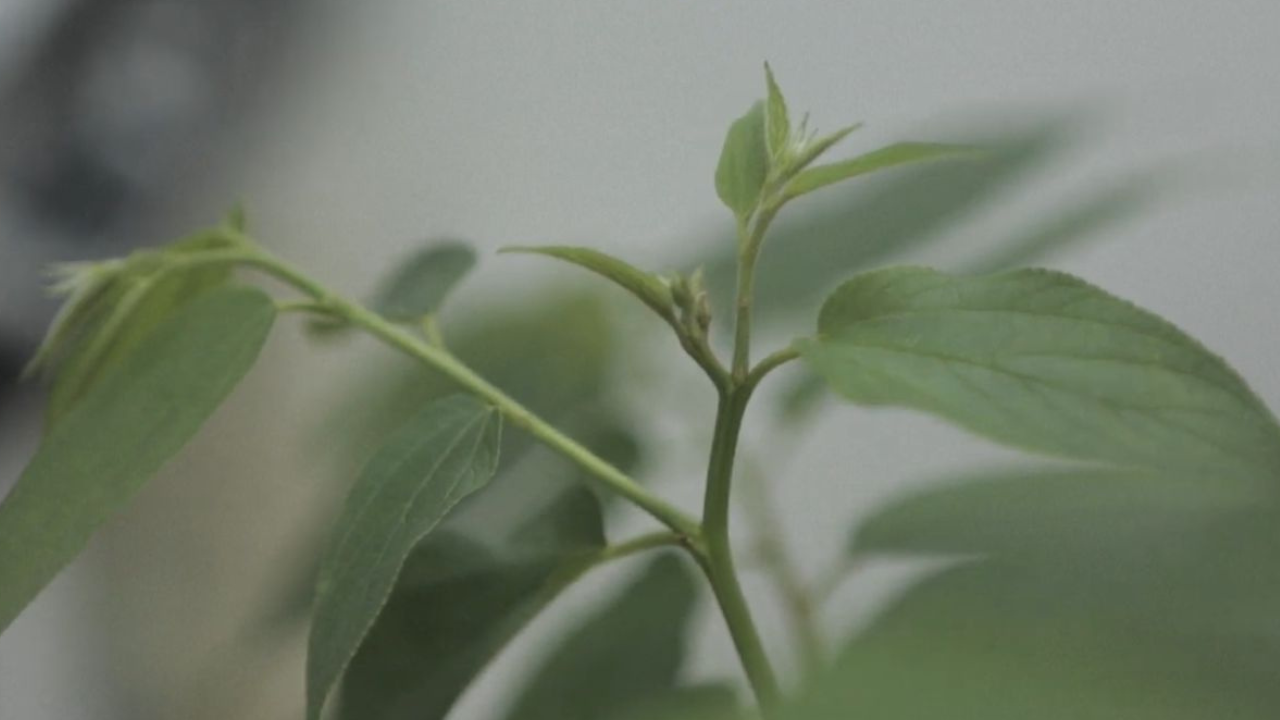 Canabidiol é encontrado em planta comum no Brasil; saiba mais