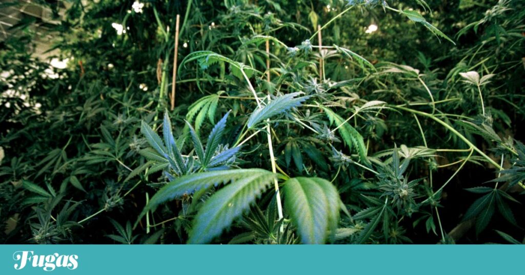 A cannabis tem uma confraria, que nasceu nos Açores | Saúde