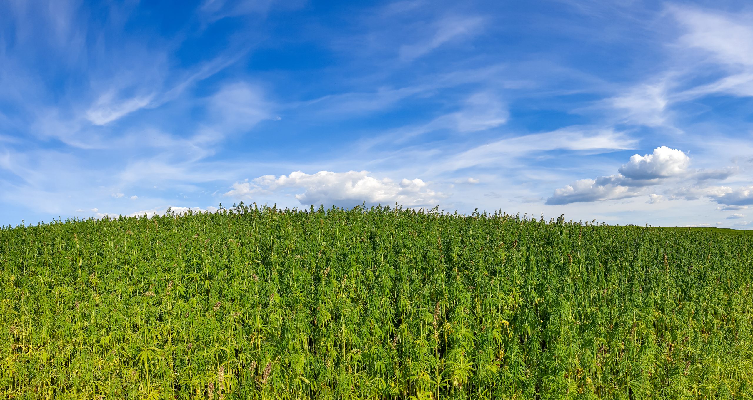 Brasil vai regulamentar cultivo de cânhamo até setembro