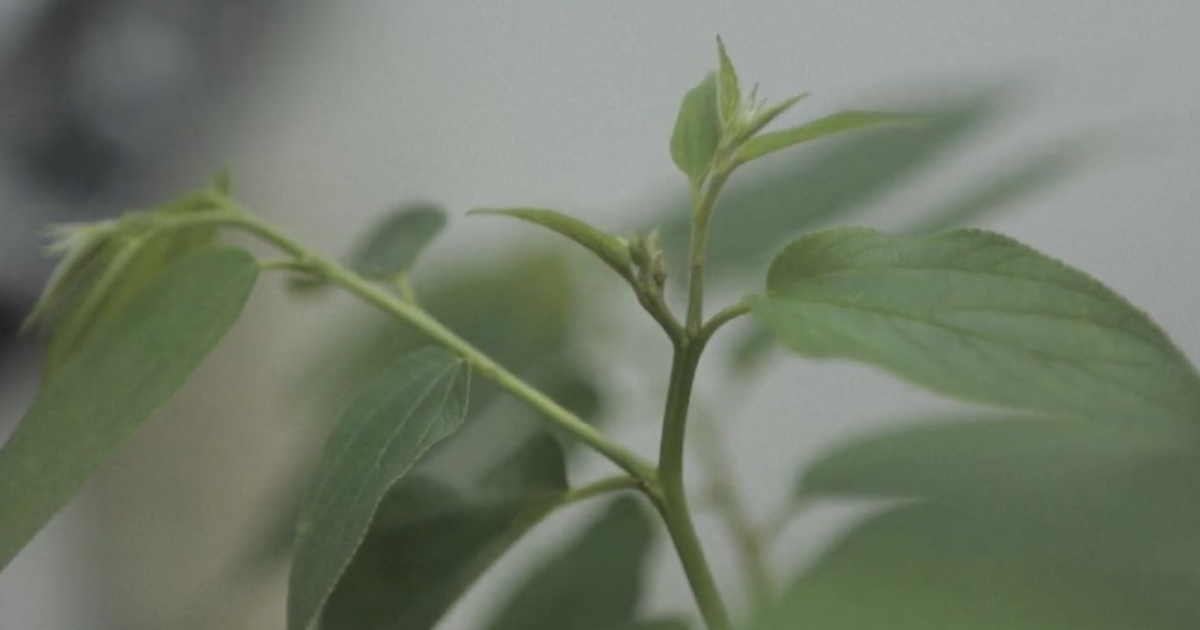 Canabidiol é encontrado em planta comum no Brasil; saiba mais