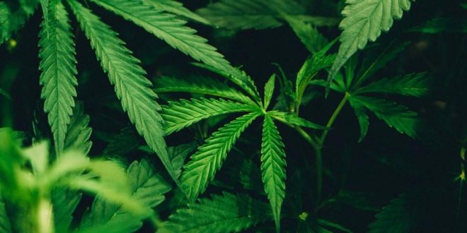 CannValue desenvolve novos processos de extracção de cannabis medicinal
