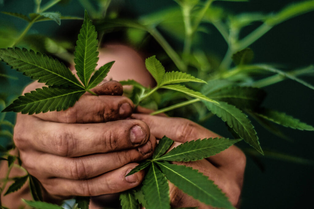 Cannabis: Justiça autoriza farmácia a vender produtos - 30/05/2025 - Rogério Gentile