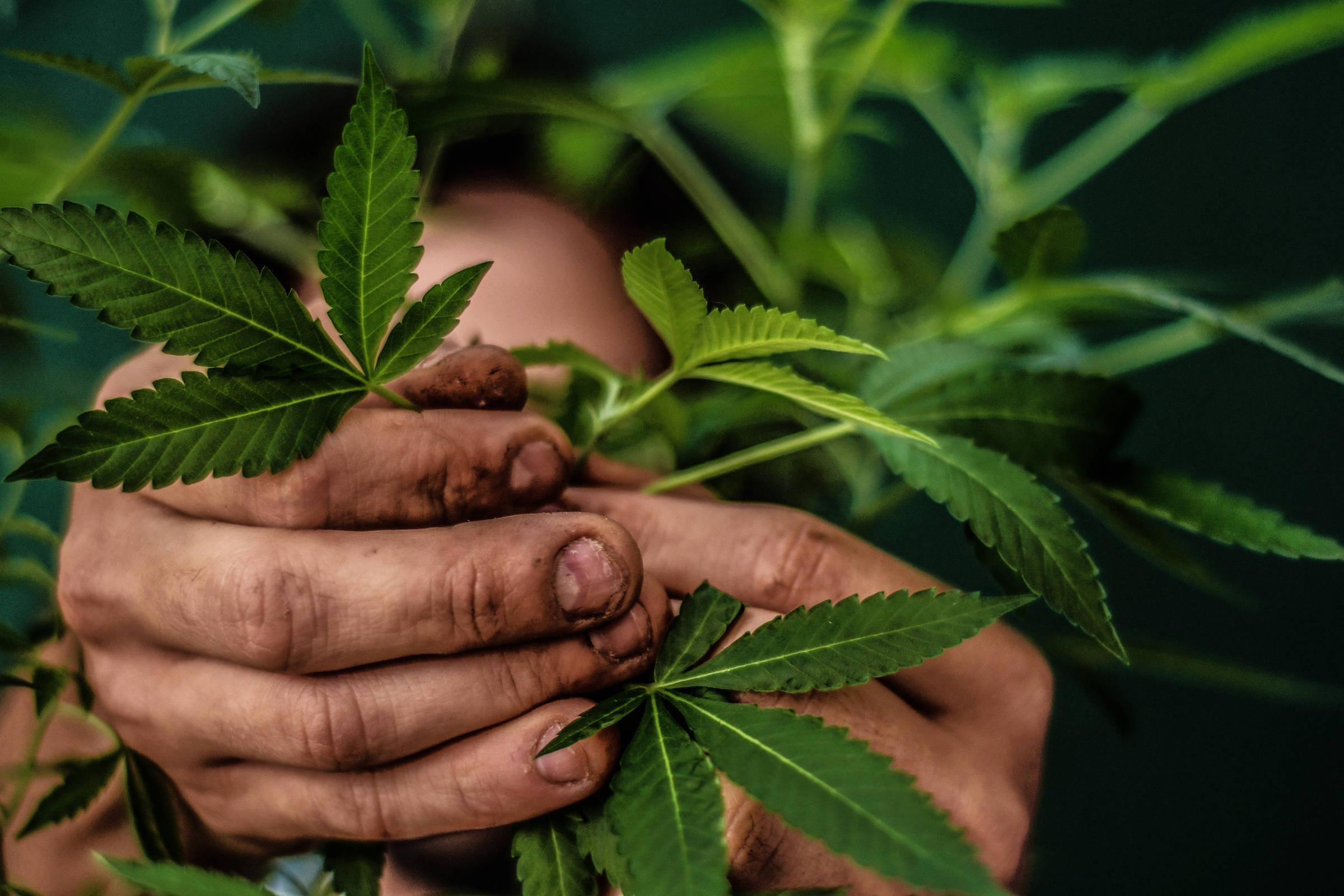Cannabis: Justiça autoriza farmácia a vender produtos - 30/05/2025 - Rogério Gentile