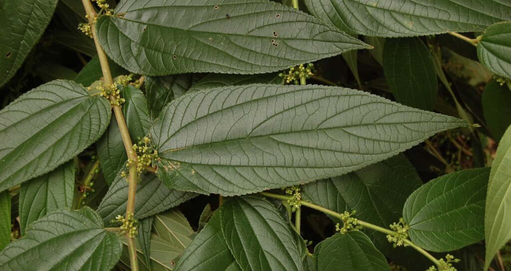 Cientistas encontram canabidiol em planta que cresce em quase todas as casas brasileiras