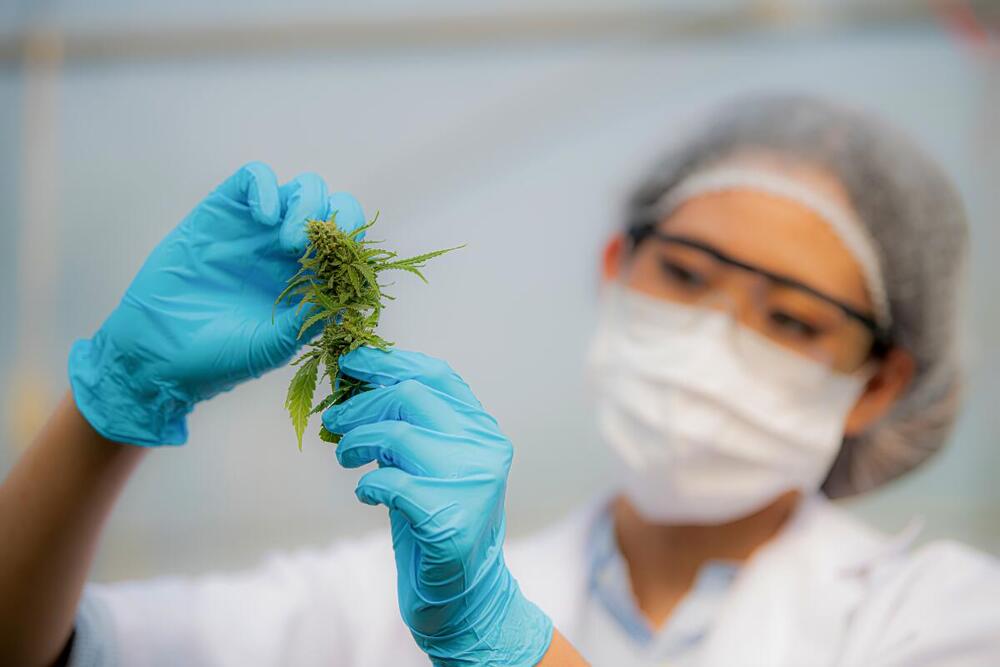 Congresso Brasileiro da Cannabis Medicinal terá masterclass