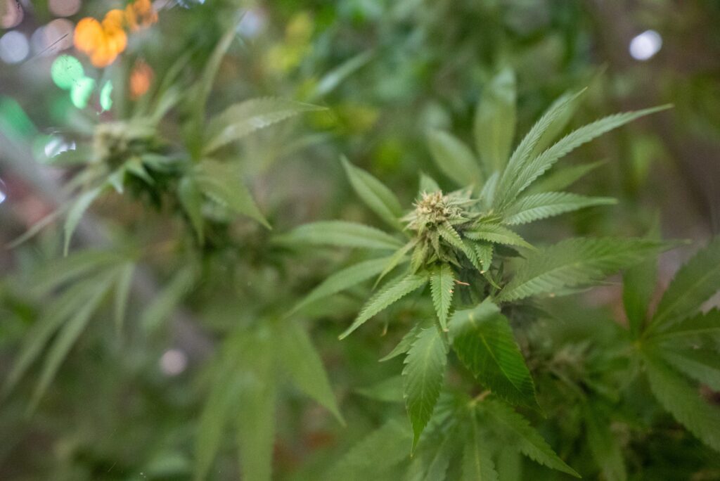 De xarope infantil a mais THC: grupo da Unicamp e Conselho de Farmácia pedem que Anvisa amplie uso de cannabis medicinal | Campinas e Região