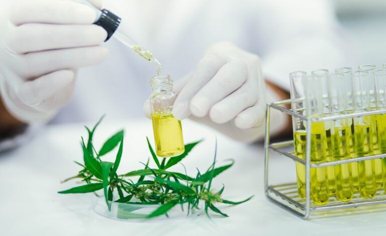 Distribuição de cannabis medicinal no SUS de Curitiba ganha aval da CCJ e avança para se tornar lei
