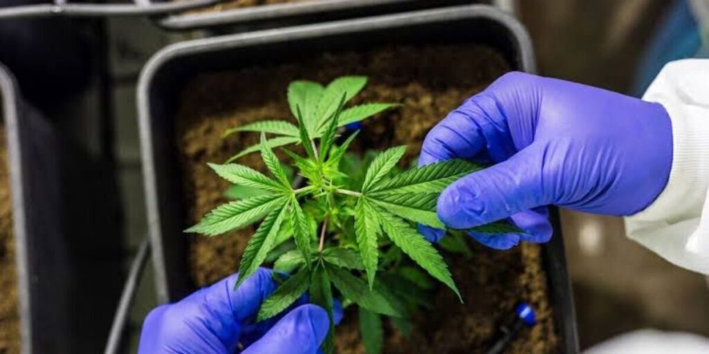 Fapeg terá palestrante no Congresso Brasileiro da Cannabis Medicinal em São Paulo – FAPEG