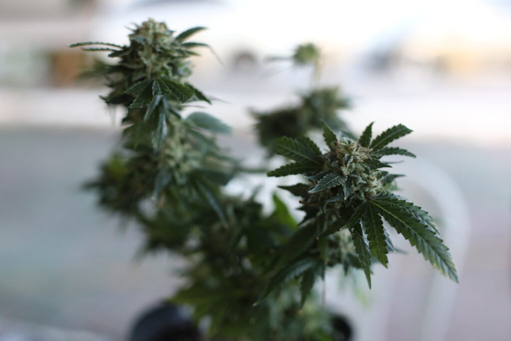 Fortaleza realiza Feira Canábica do Ceará com serviços e debates sobre o uso medicinal da cannabis | DOM