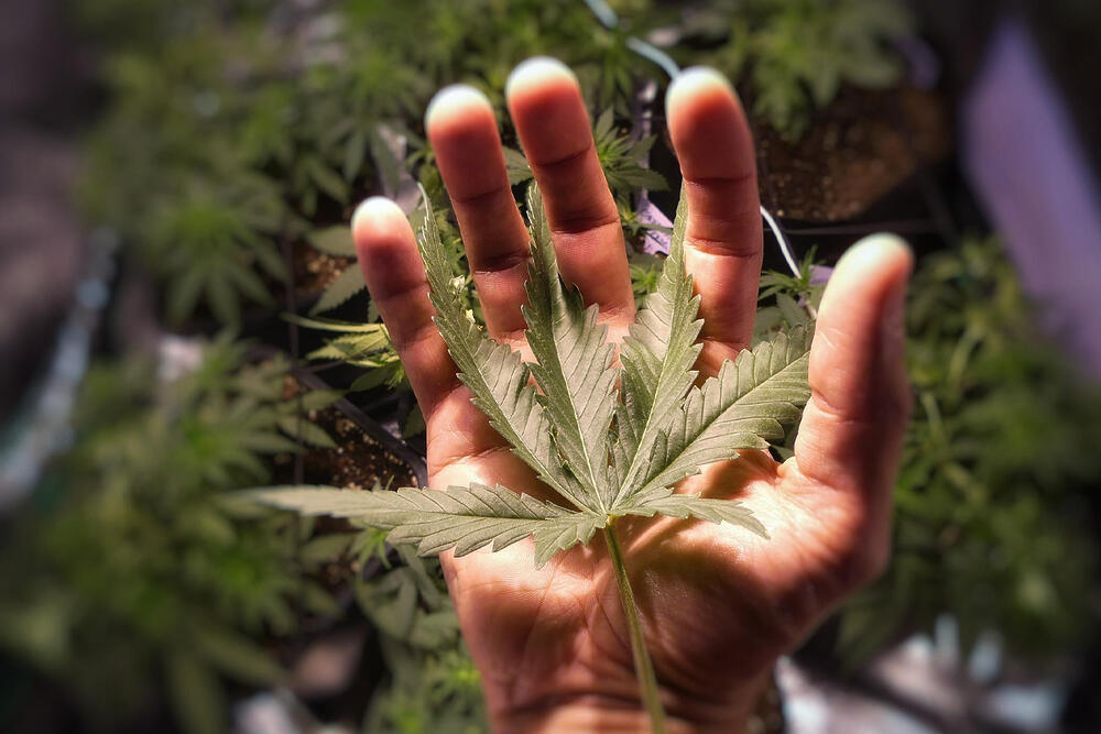 Governo cria plano de regulamentação de acesso à cannabis