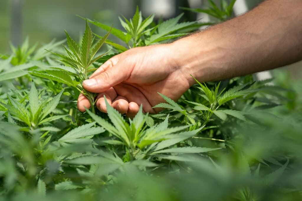 Governo pede mais tempo em plano para criar normas de plantio de cannabis - JOTA