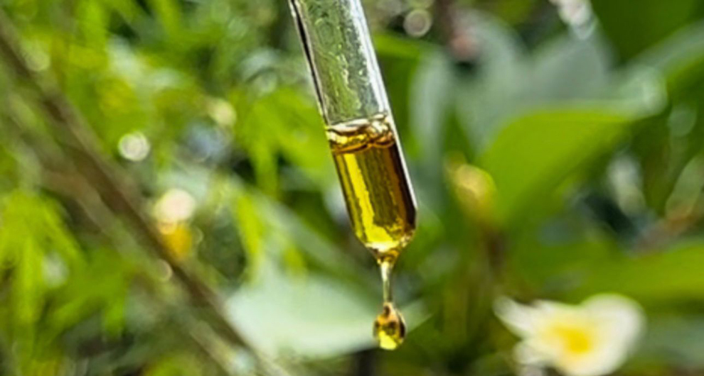Grupo da Unicamp levará à Anvisa proposta de novas regras para o uso medicinal da ‘cannabis’ 