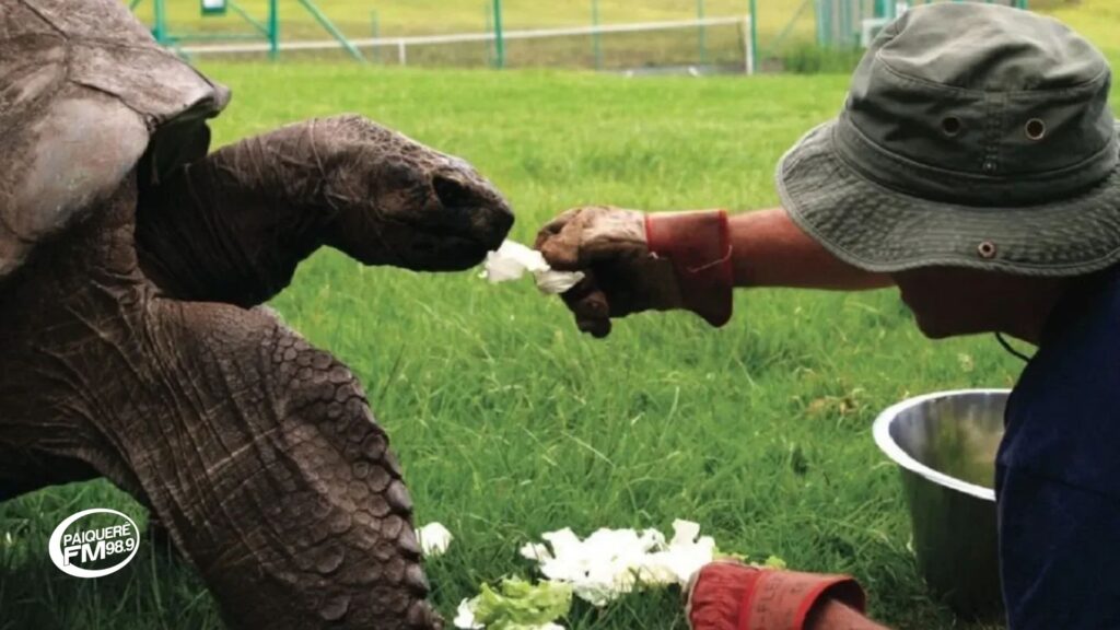 Jonathan, a tartaruga de 192 anos, é o animal terrestre mais velho do mundo