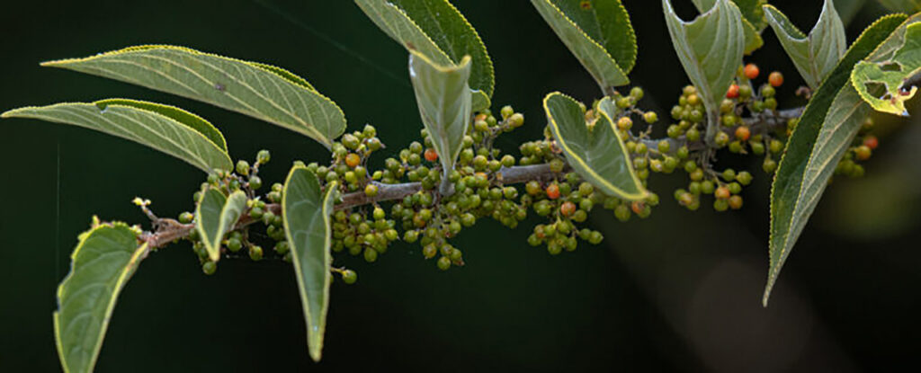 Nova fonte de canabidiol é descoberta em planta no Brasil
